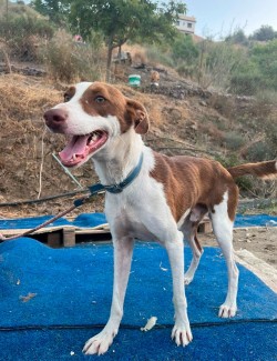 Unidad de Protección, Defensa y Rescate Animal  - 2