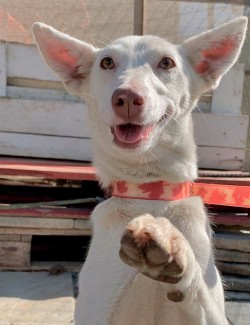 Unidad de Protección, Defensa y Rescate Animal  - 1