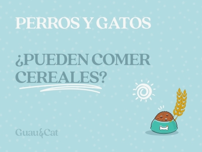 ¿Los perros o gatos pueden comer cereales?