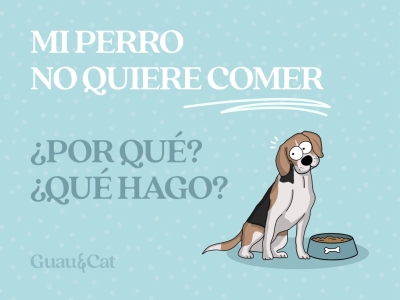 Mi perro no quiere comer: cuando se pierde el apetito