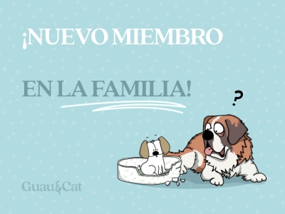 Nuevo miembro en la familia: introducción de un perro o gato en casa