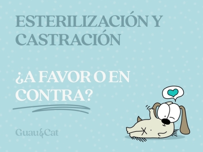 Esterilización y castración ¿A favor o en contra?