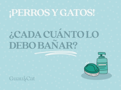 El baño en perros y gatos ¿Cada cuánto debo bañar a mi perro? ¿Y a mi gato?