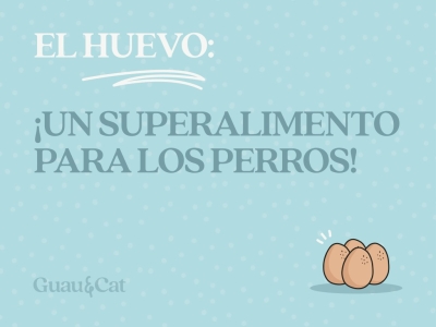 ¿Puedo añadir huevos en la dieta de los perros?