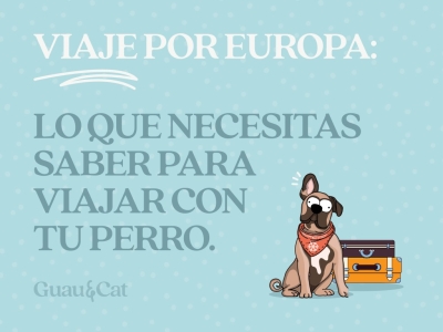 Todo lo que necesitas para viajar con tu perro